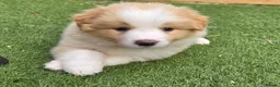 Border Collie dogs for sale: Born Curious, Raised Close to People-Border Collie in Leicester - Advert 4