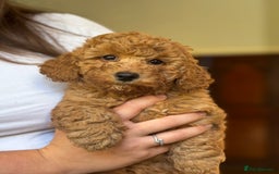 Poochon dogs for sale: 2 female poochon puppies - Image 12