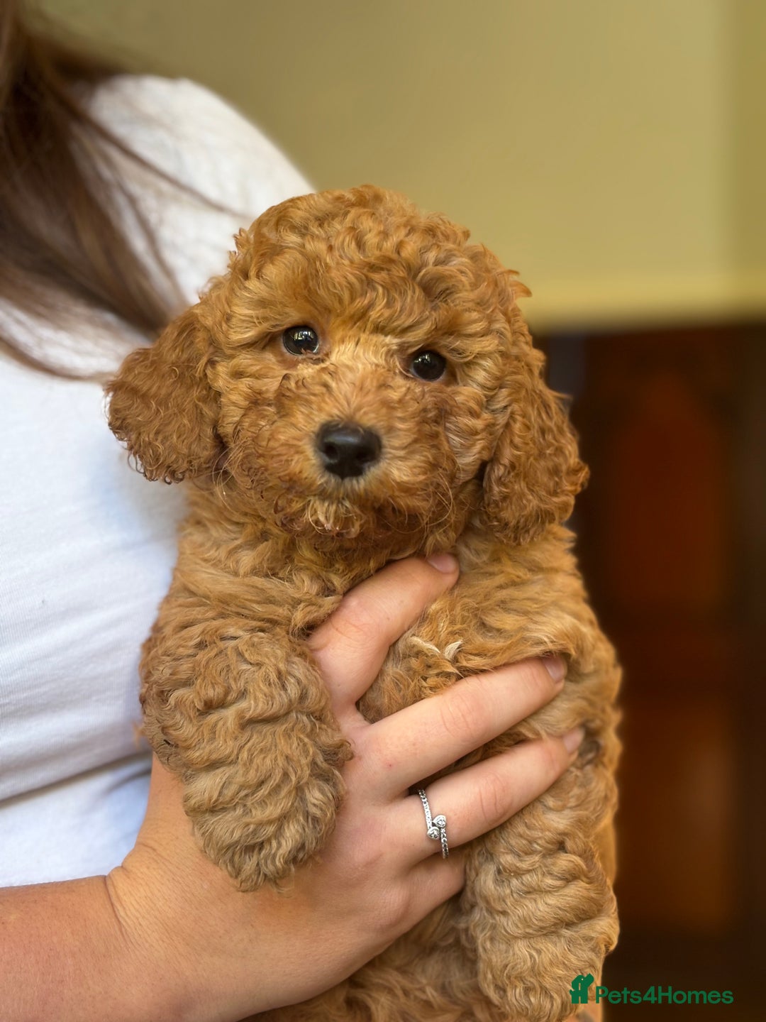 Poochon dogs for sale: 2 female poochon puppies - Image 12