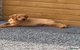 Labrador Retriever dogs for sale: Outstanding KC Registered Fox Red Labs  🐾🩵 in Newton Aycliffe - Image 38