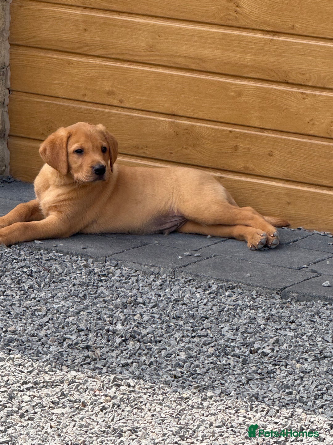 Labrador Retriever dogs for sale: Outstanding KC Registered Fox Red Labs  🐾🩵 in Newton Aycliffe - Image 38