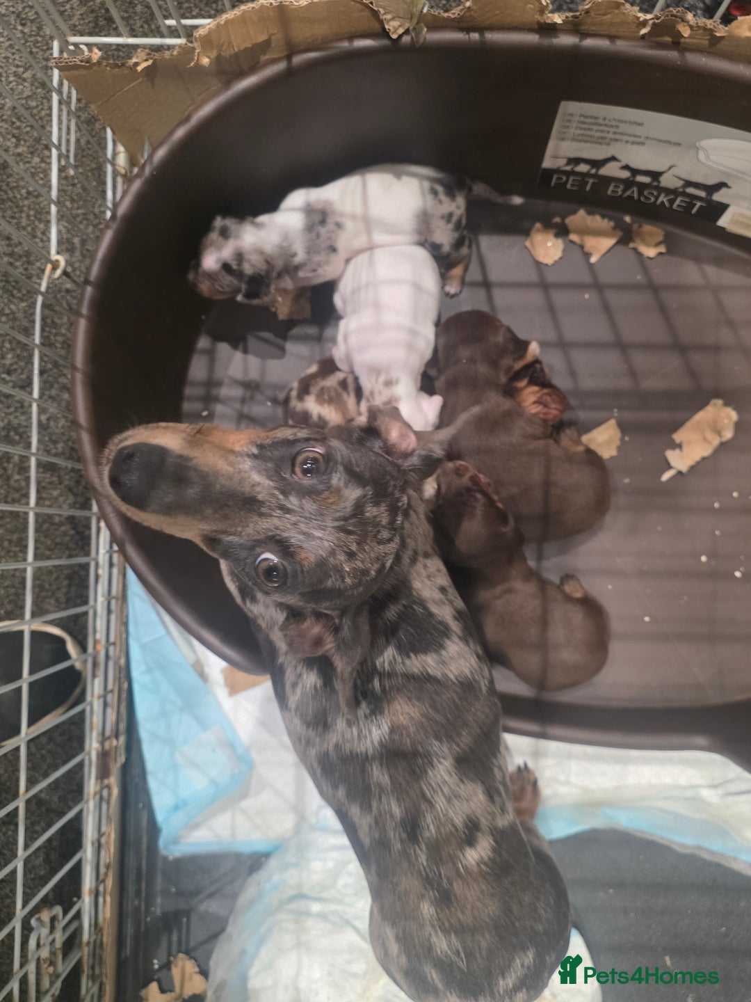 Miniature Dachshund dogs for sale: Mini Daschund Puppies - Image 7