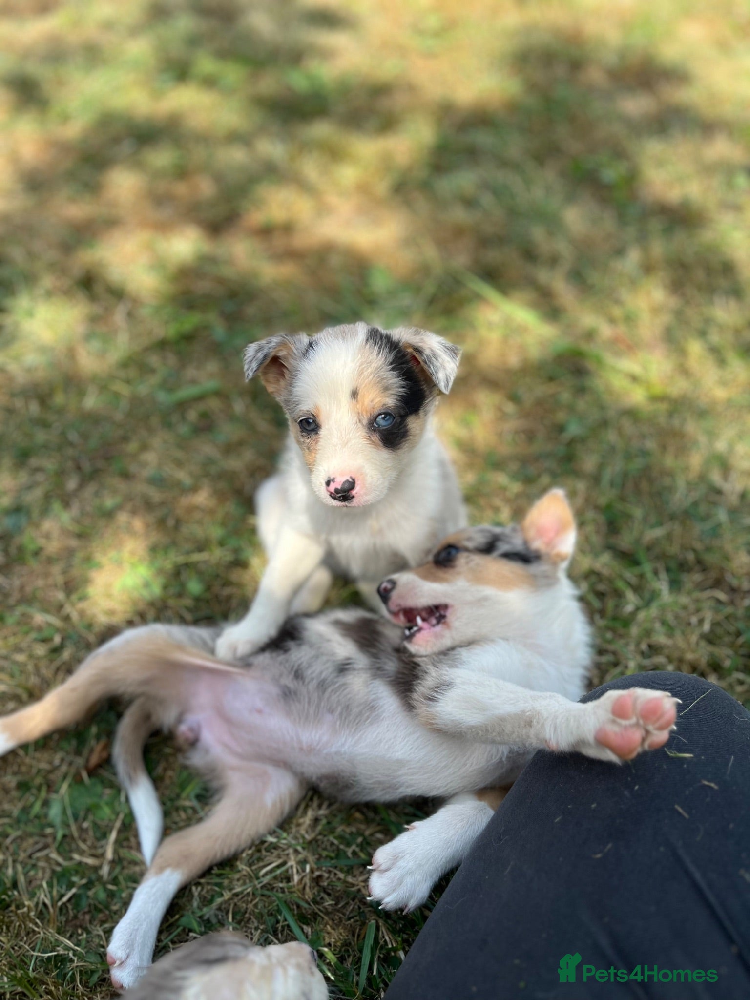 Border Collie dogs Merle collies for sale 👀 - Advert 1