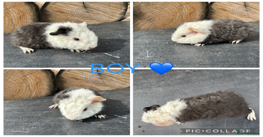 Guinea Pig rodents - Advert 10
