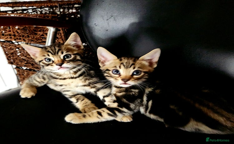 Bengal cats - Advert 15