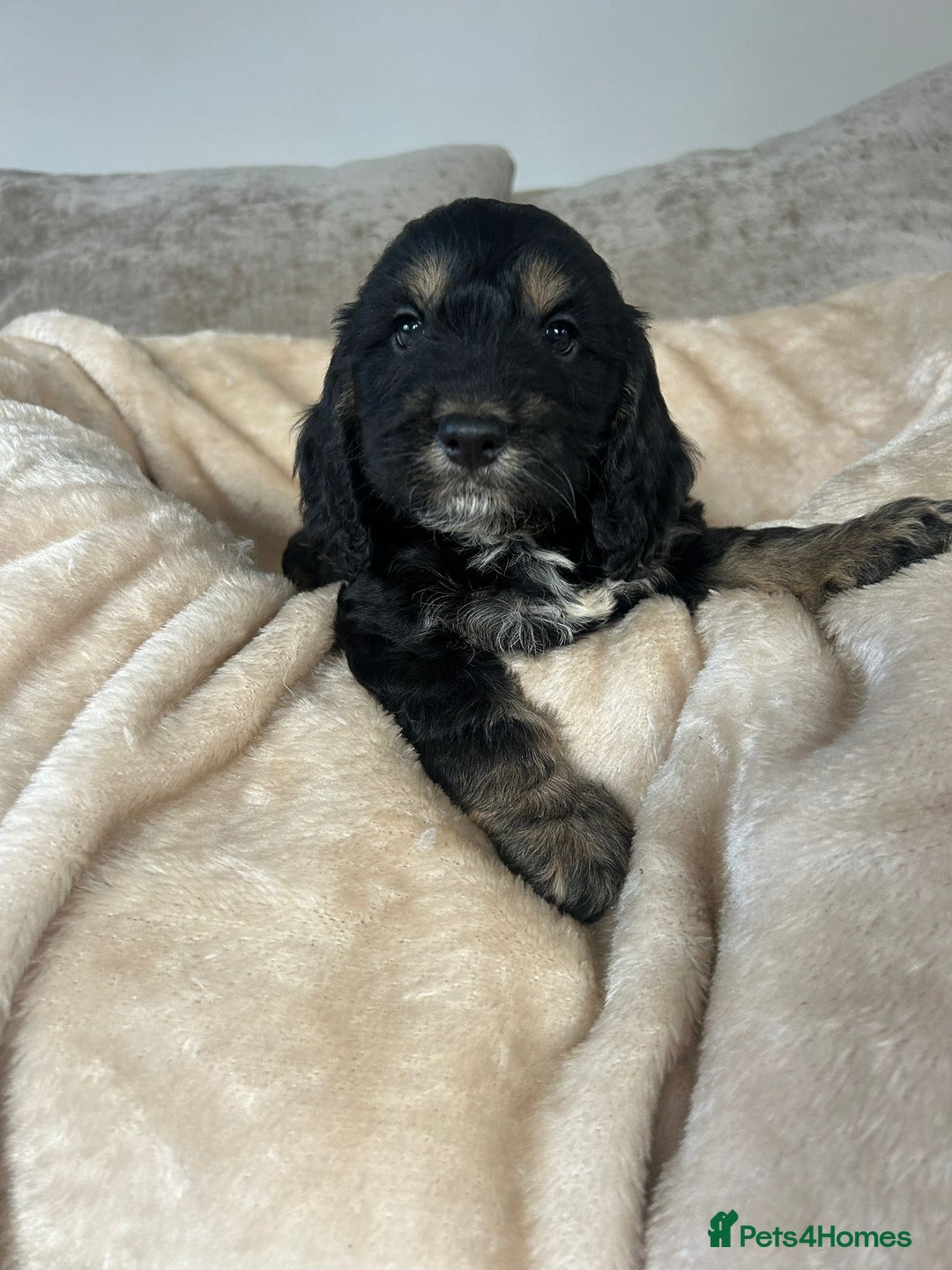 Cockapoo dogs for sale: Adorable F1 cockapoo puppies  - Image 14