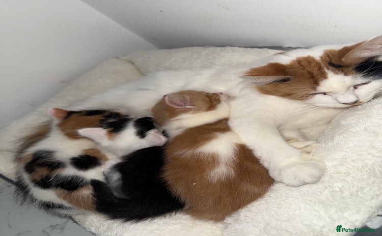 British Longhair cats - Advert 7