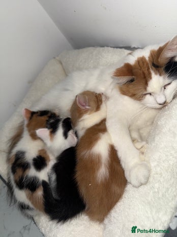 British Longhair cats - Advert 3