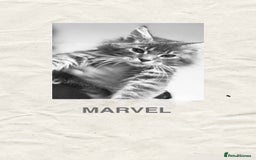 Maine Coon cats for sale: Ready NOW! TICA splendid Maine Coon - Image 1