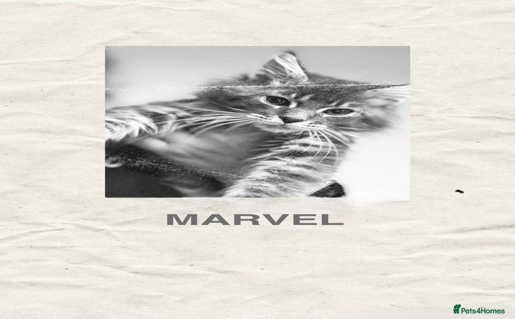 Maine Coon cats - Advert 6