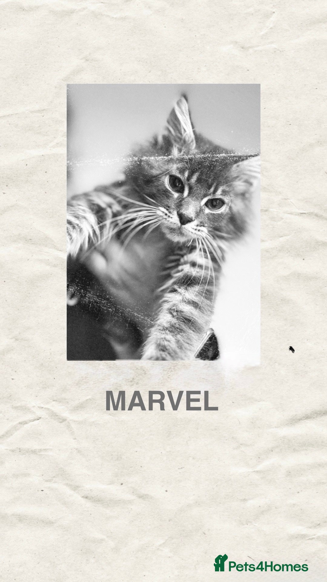 Maine Coon cats for sale: Ready NOW! TICA splendid Maine Coon - Image 1