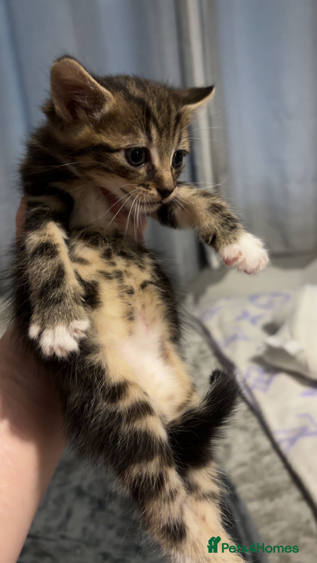 Domestic Shorthair cats for sale: 2 tabby kittens for rehoming in Leigh - Image 3