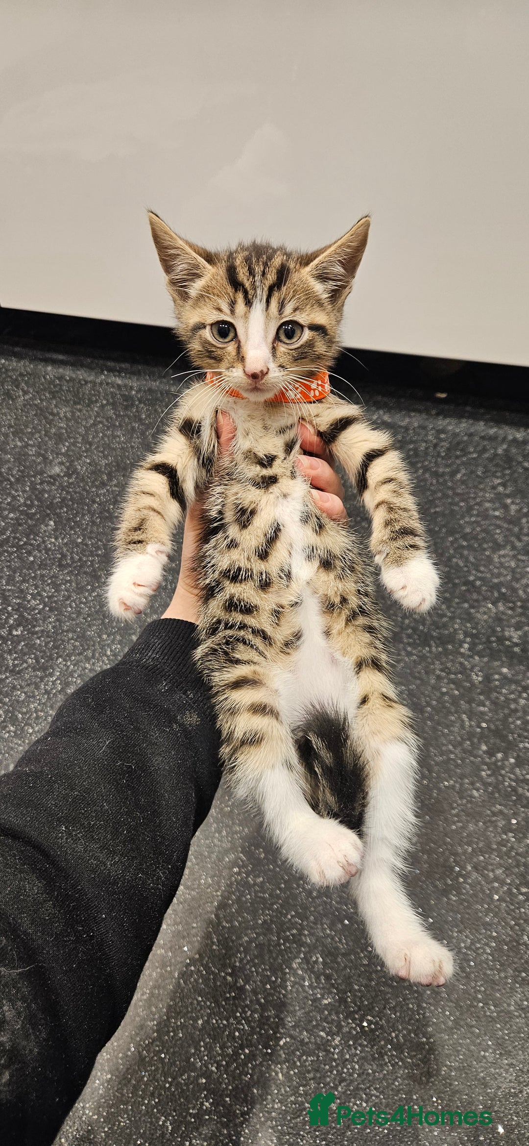 Domestic Shorthair cats for sale: Beautiful Tabby kittens - Advert 1