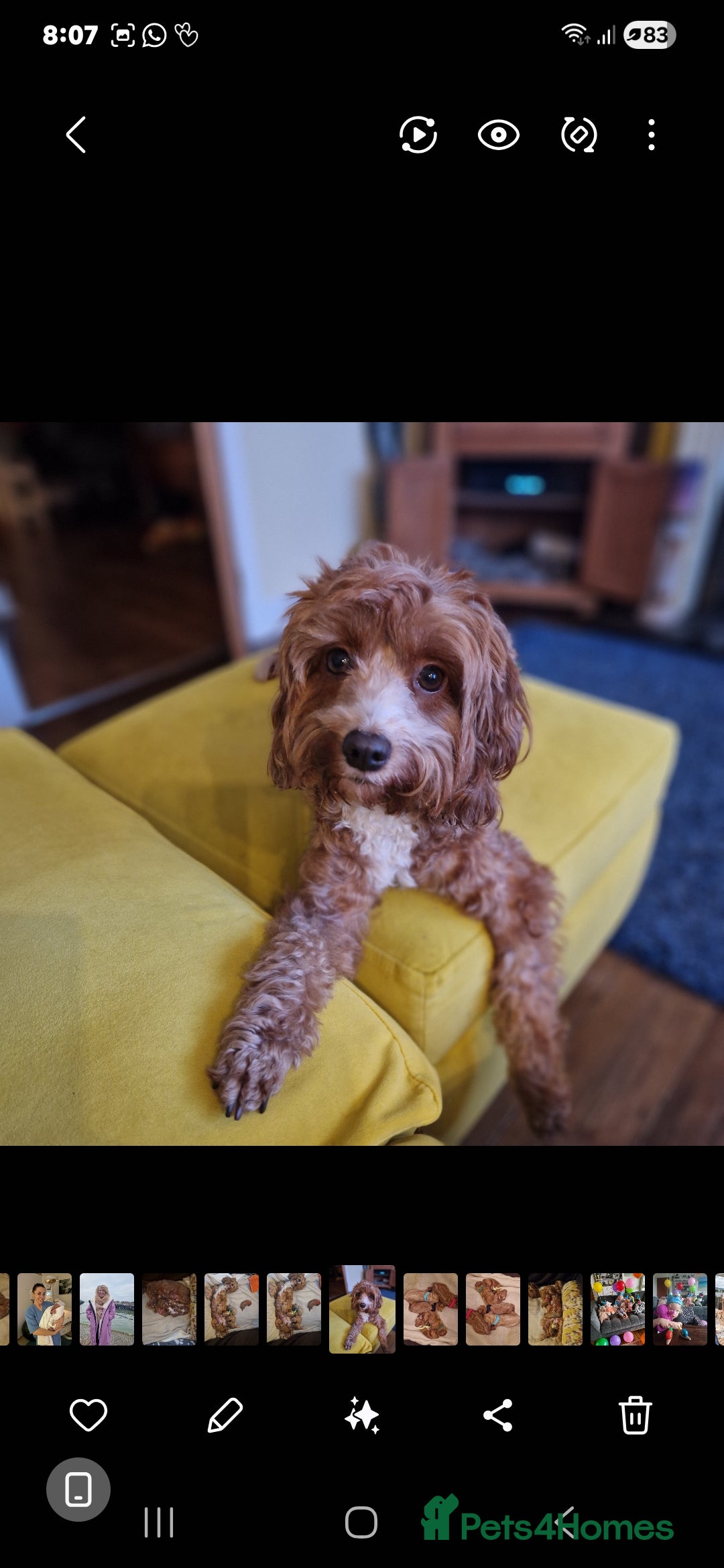 Cavapoo dogs for sale: F1 Toy red cavapoos  - Advert 2