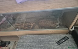 Python Snake reptiles for sale: Blue-eyed Leucistic ball python - Advert 5