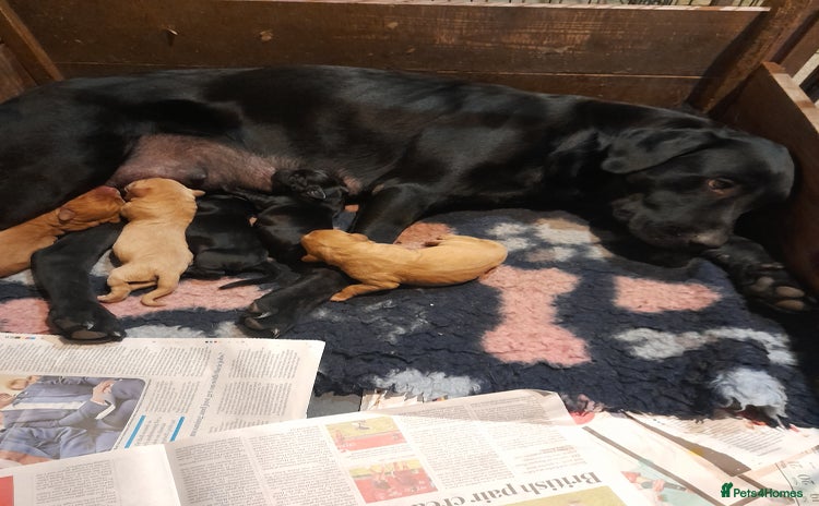 Labrador Retriever dogs - Advert 1