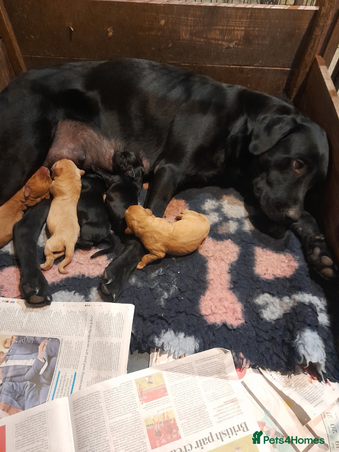 Labrador Retriever dogs for sale: K.CRegistered Ladrador Puppies  - Image 1
