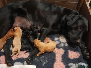 Labrador Retriever dogs - Advert 25