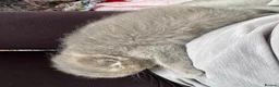Scottish Fold cats for sale: Tica Scottish fold kittens - Advert 14