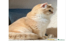 British Shorthair cats for sale: World Class Golden BSH/BLH Chinchilla, Shaded & CP - Image 18