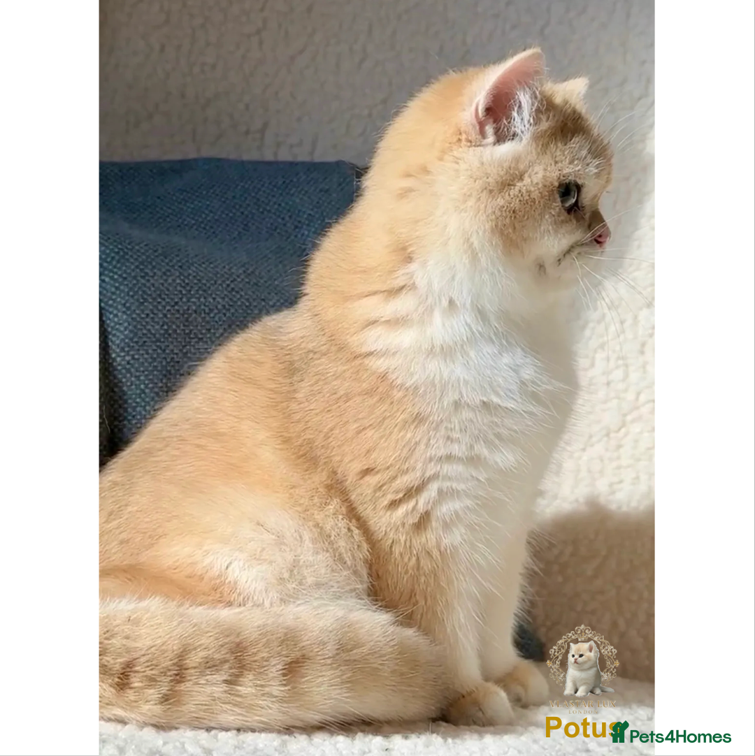 British Shorthair cats for sale: World Class Golden BSH/BLH Chinchilla, Shaded & CP - Image 18