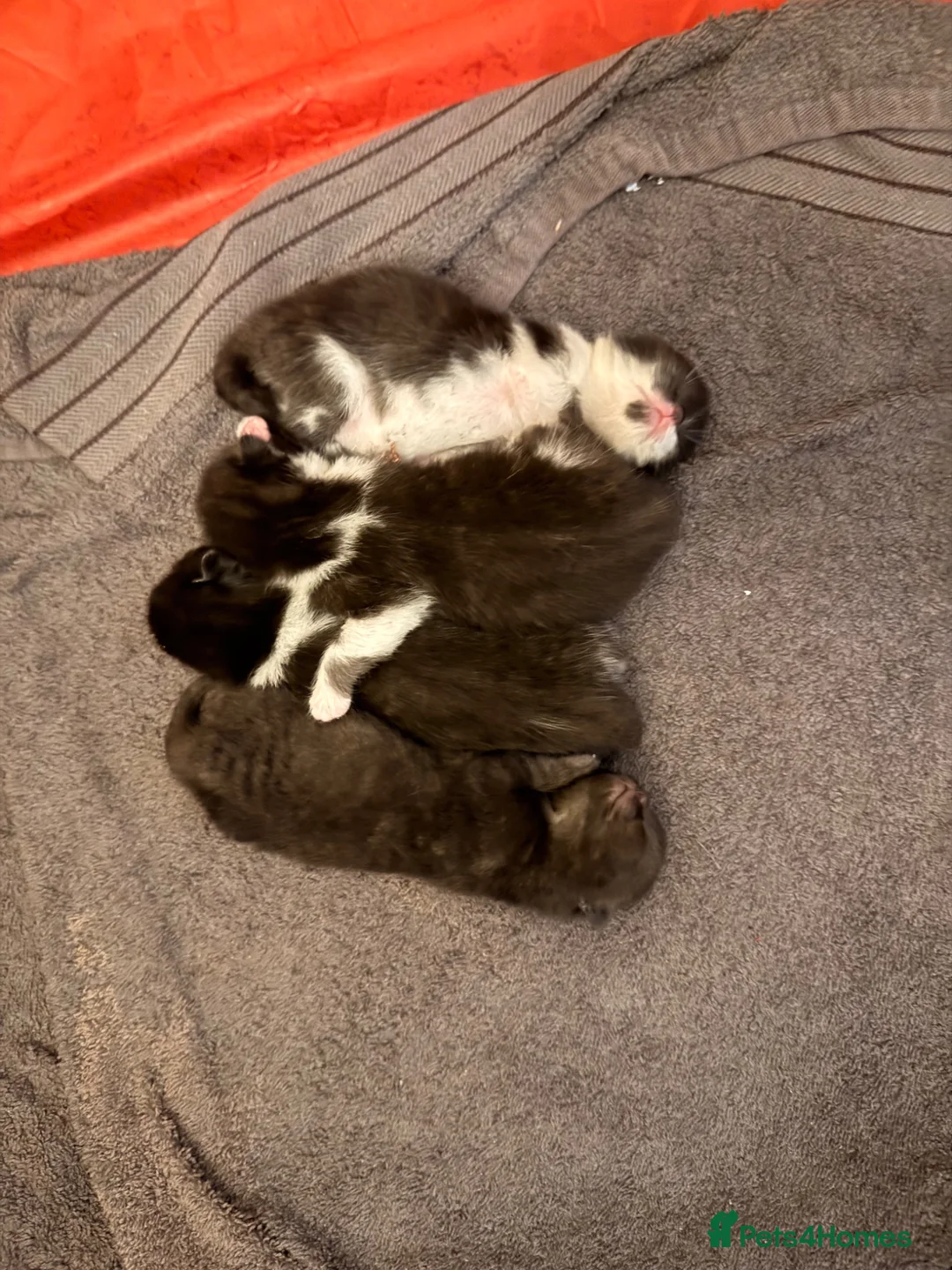 Mixed Breed cats for sale: 4 black and white kitten  - Advert 2