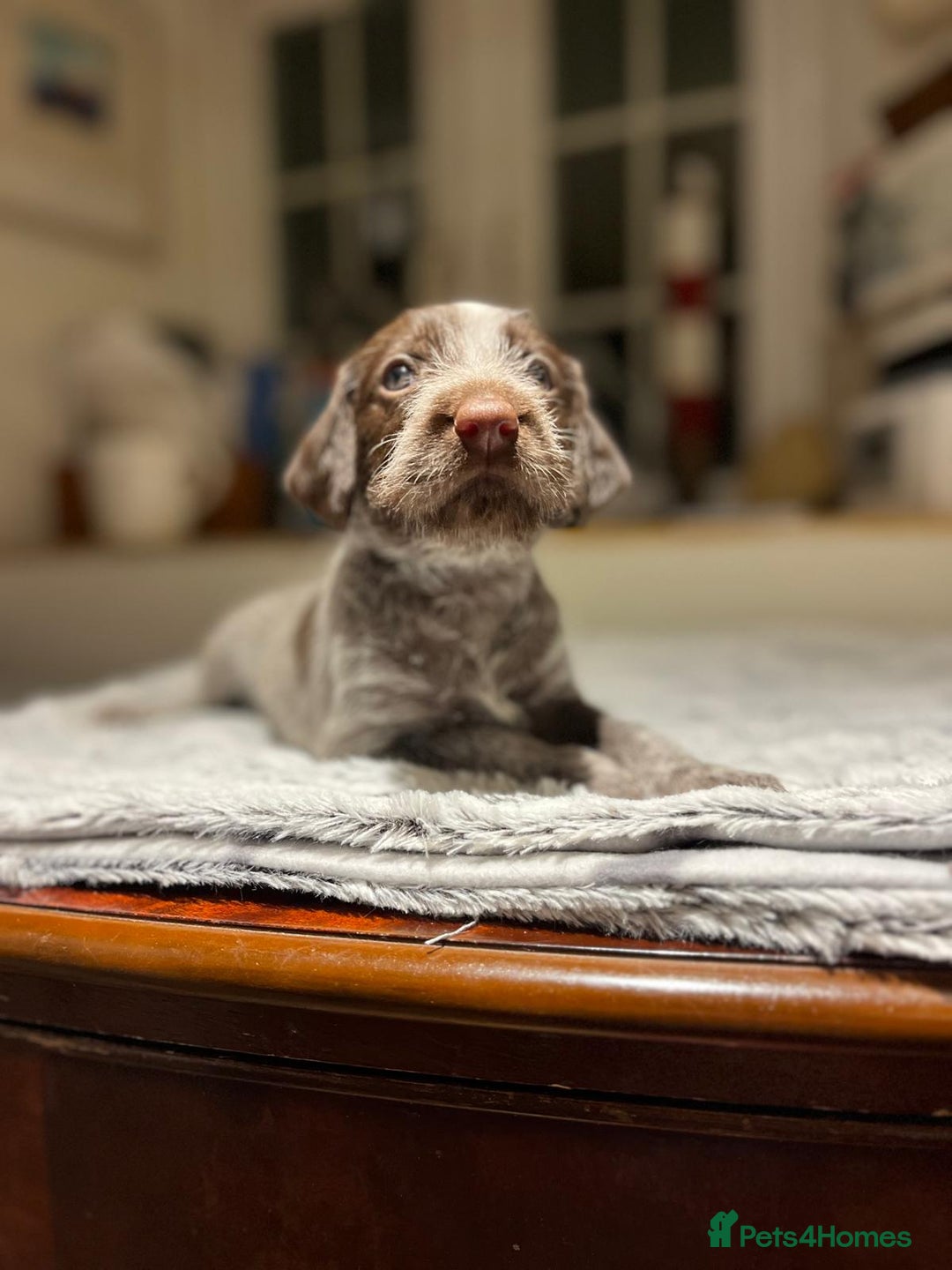 German Wirehaired Pointer dogs for sale: German Wirehaired Pointer pups - ready soon! - Advert 20