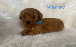 Miniature Poodle dogs for sale: Gorgeous Red Minature Poodles Puppies  - Image 5