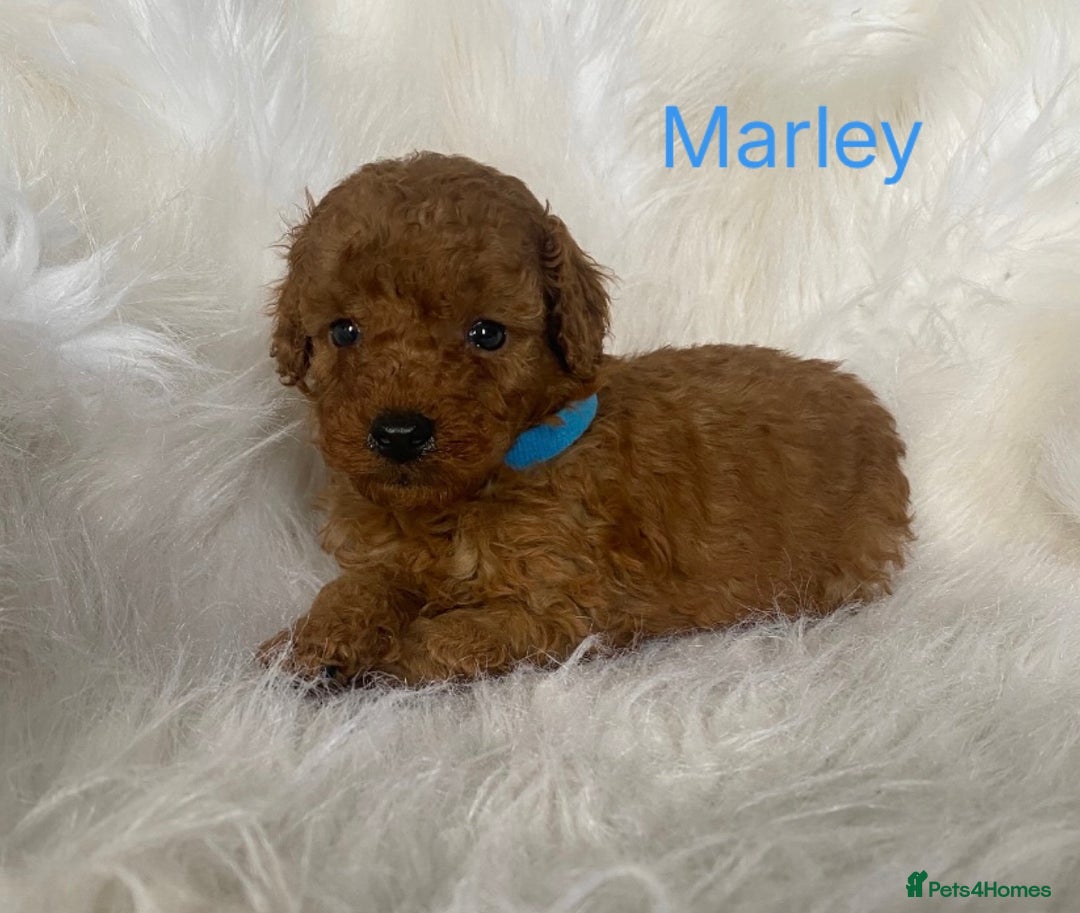 Miniature Poodle dogs for sale: Gorgeous Red Minature Poodles Puppies  - Image 5