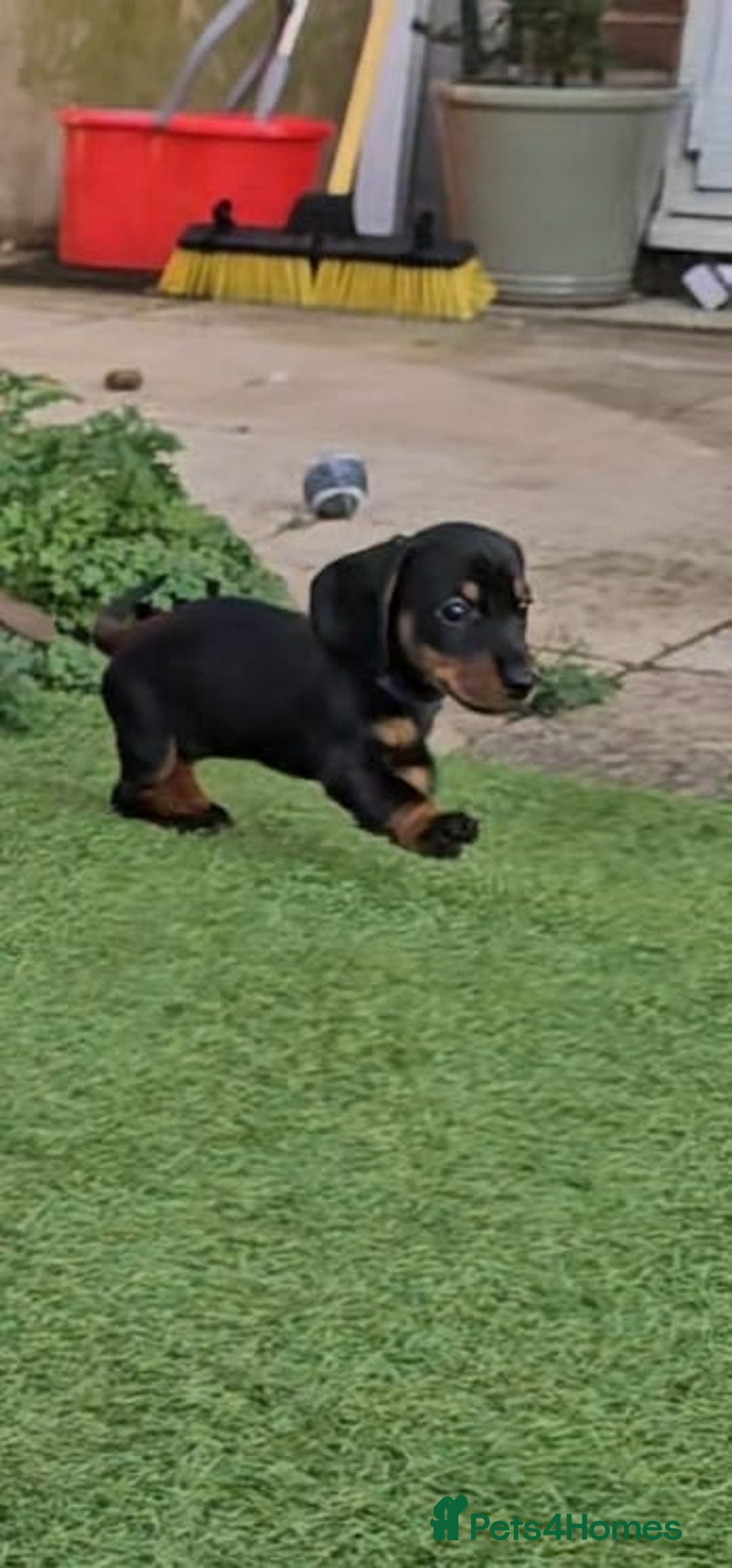 Miniature Dachshund dogs for sale:  Miniature Dachshunds ready to go Friday 19th Sept - Image 34