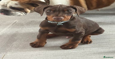 Dobermann dogs - Advert 3
