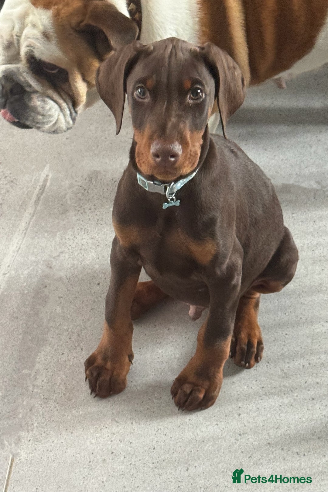 Dobermann dogs for sale: Doberman male  - Image 3