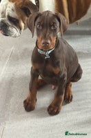 Dobermann dogs - Advert 3