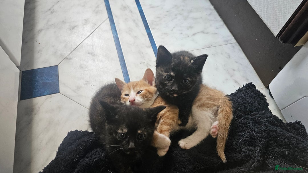 British Shorthair cats for sale: 4 Beautiful Kittens - Image 13