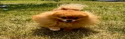 Pomeranian dogs for adoption: FLORENCE – Miniature Pomeranian in Caterham - Advert 5