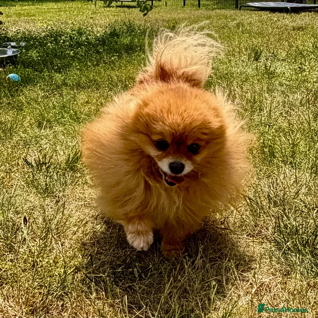 Pomeranian dogs for adoption: FLORENCE – Miniature Pomeranian in Caterham - Advert 5