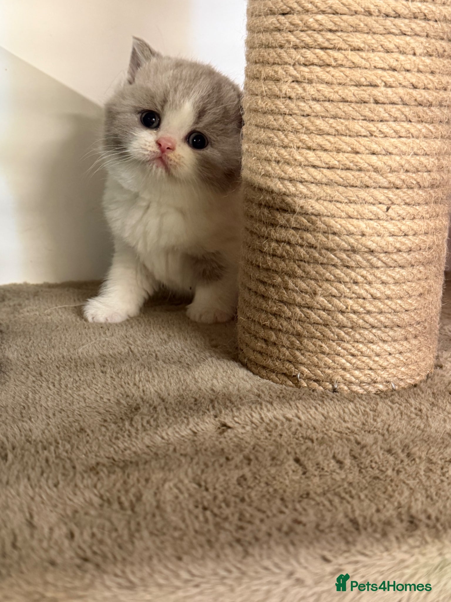 British Shorthair cats Pure Pedigree Registered British Shorthairs - Advert 1
