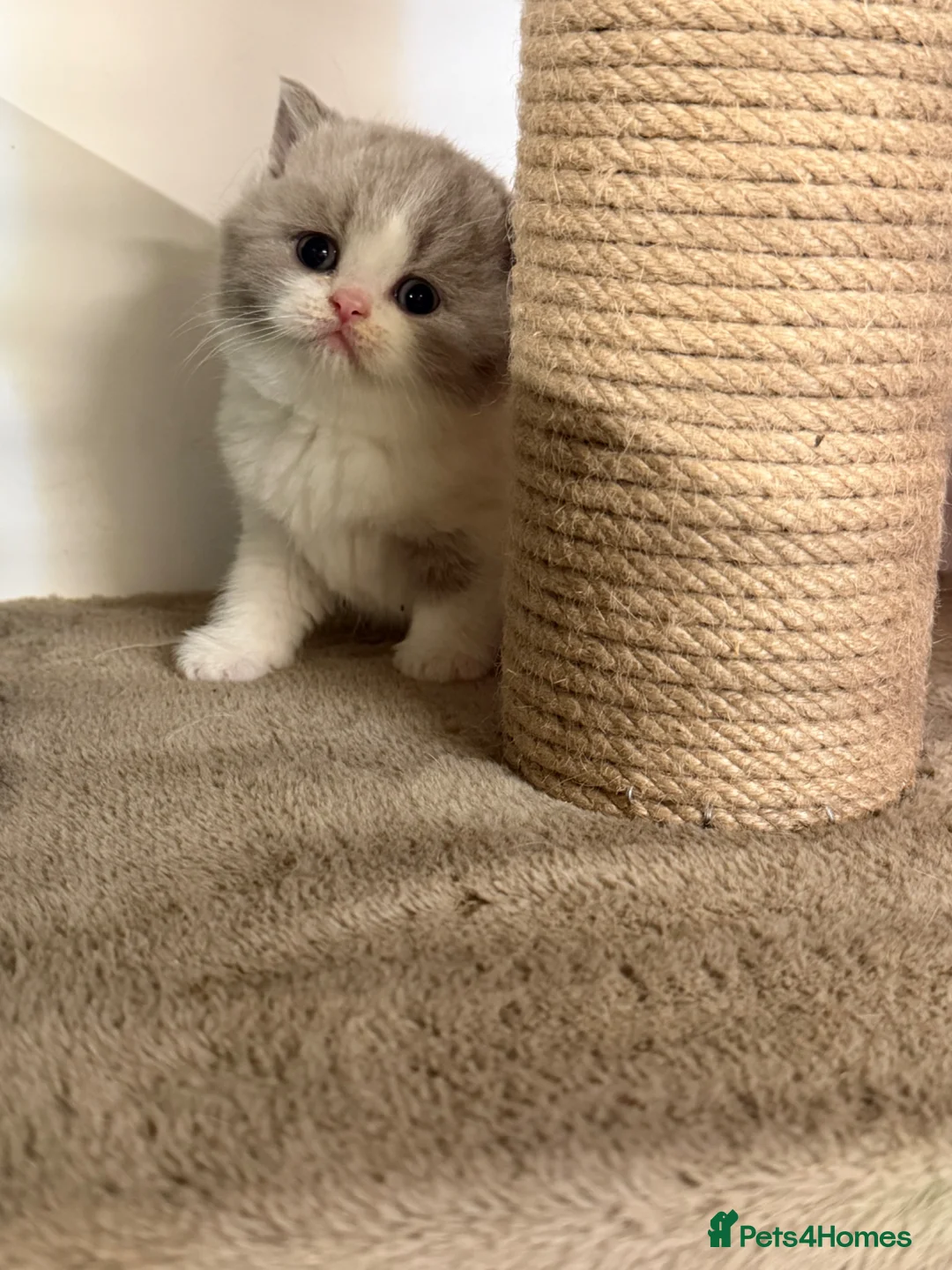 British Shorthair cats for sale: Pure Pedigree Registered British Shorthairs - Advert 1