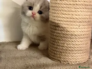 British Shorthair cats Pure Pedigree Registered British Shorthairs - Advert 1