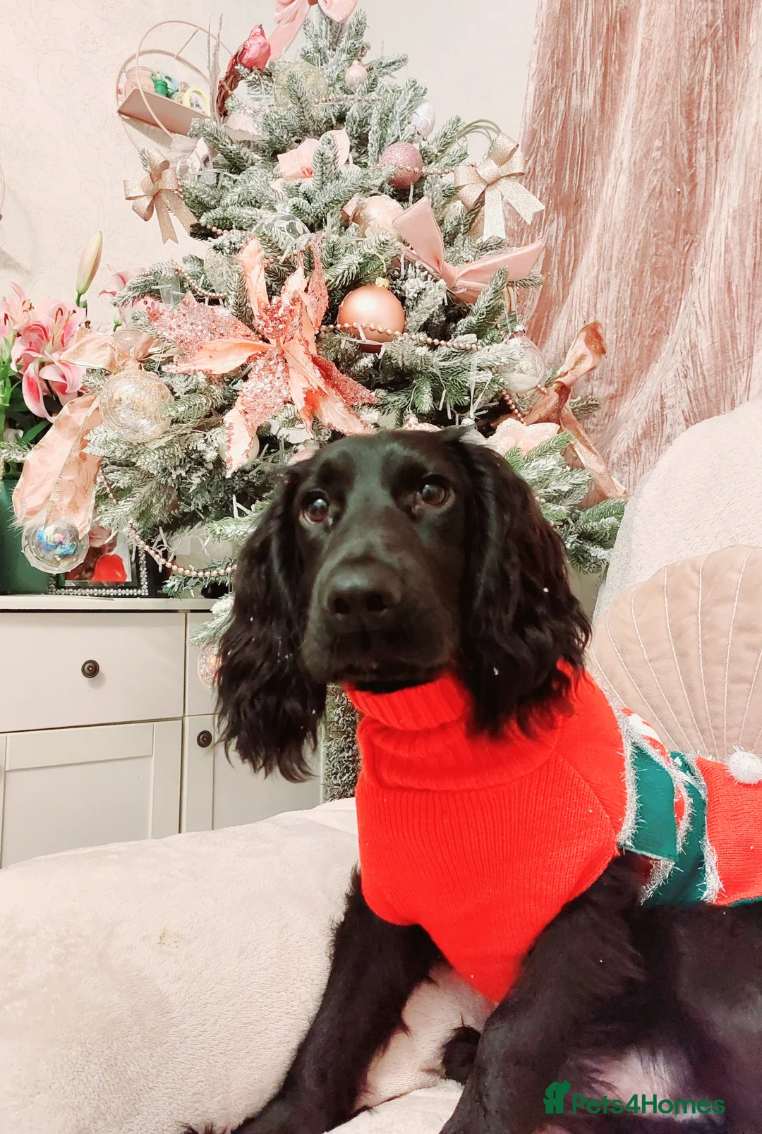 Cocker Spaniel dogs for sale: 2 cockerspaniels for rehoming together - Advert 18