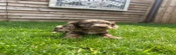Cockapoo dogs for sale: Stunning F1 Miniature Cockerpoo Puppies - Advert 13
