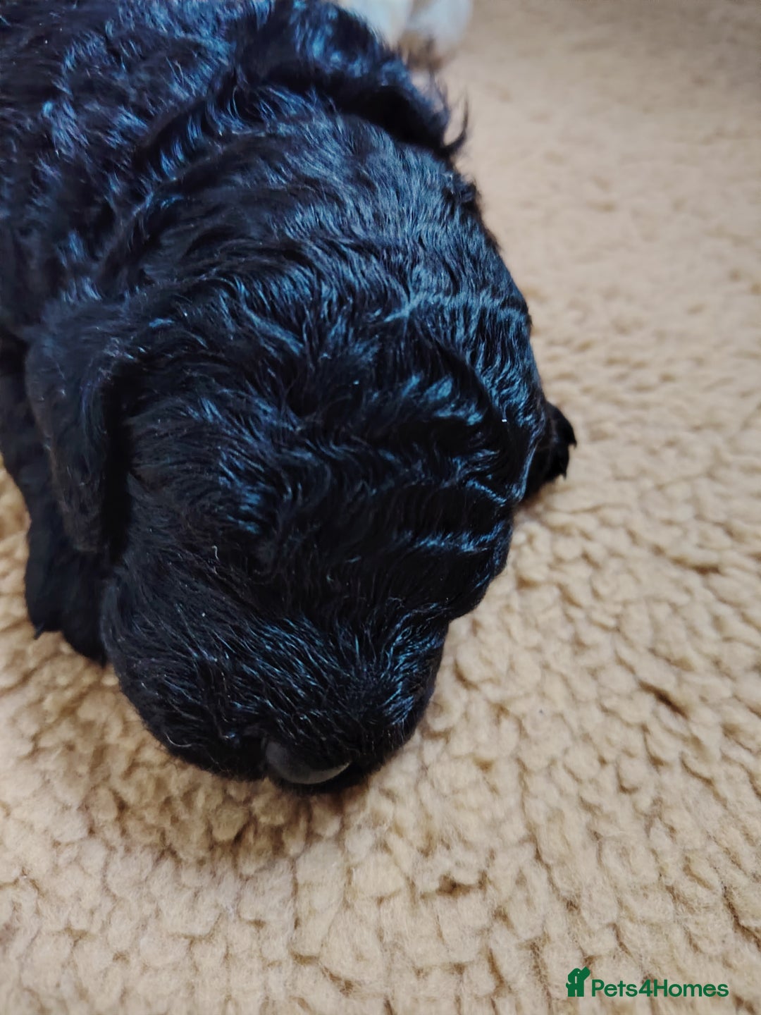 Cockapoo dogs for sale: F3 cockapoo  - Image 8