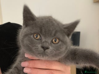 British Shorthair cats British Shorthair Blue Kittens 💛 Raised with Love - Advert 10