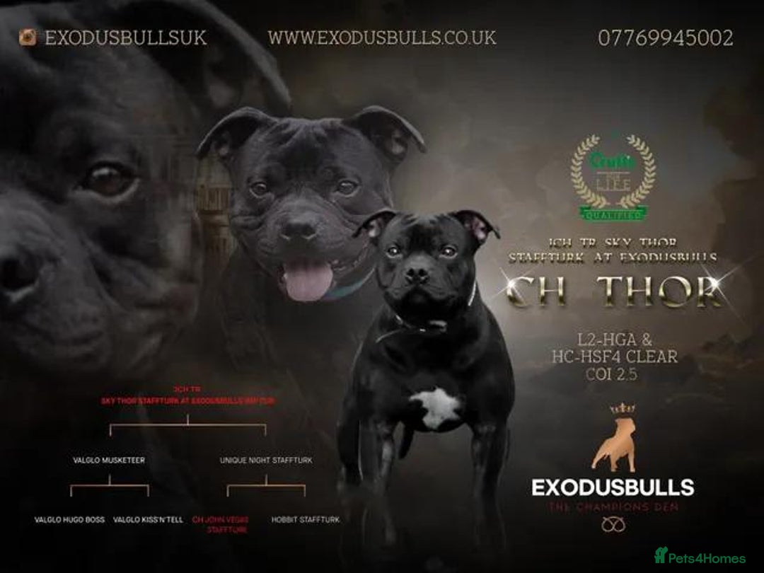 Staffordshire Bull Terrier dogs for sale: CHAMPION OF CHAMPIONS  - Advert 8