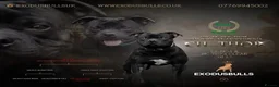 Staffordshire Bull Terrier dogs for sale: CHAMPION OF CHAMPIONS  - Advert 8