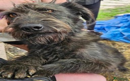 Mixed Breed dogs for adoption: Meet Lucy, currently residing in Cheshire  - Image 4