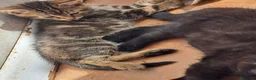 Mixed Breed cats for sale: 3 Beautiful Maine CoonXCalaco Kittens 1 Boy 2 Girl in Bridgnorth - Advert 12