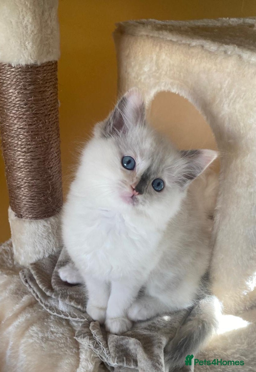 Ragdoll cats Pure breed Ragdolls. Tortie girl still available  - Advert 3