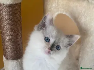 Ragdoll cats Pure breed Ragdolls. Tortie girl still available - Advert 3