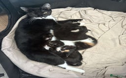 Mixed Breed cats for sale: Mixed bred ginger and black kitten - Image 4